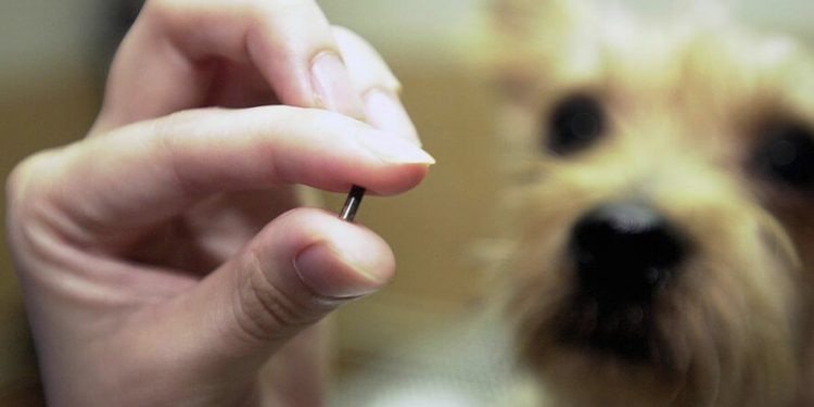Proponen colocar un microchip a perros y gatos para el cuidado de mascotas