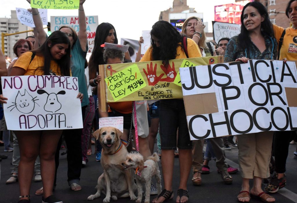 Chocolate, Sandra y Coco, casos emblemáticos que hicieron avanzar el derecho animal
