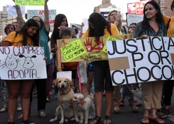 Chocolate, Sandra y Coco, casos emblemáticos que hicieron avanzar el derecho animal