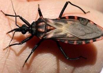 Tan solo tres de cada diez personas con la enfermedad de Chagas son diagnosticadas