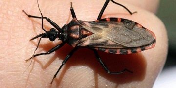 Tan solo tres de cada diez personas con la enfermedad de Chagas son diagnosticadas