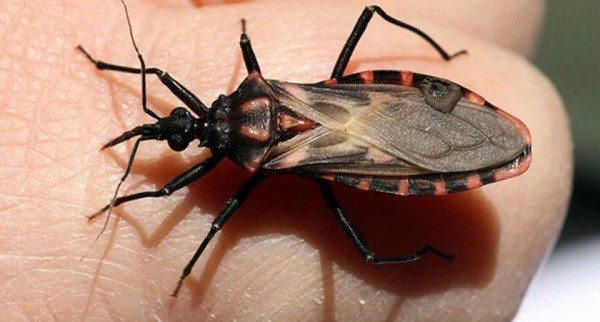 Tan solo tres de cada diez personas con la enfermedad de Chagas son diagnosticadas