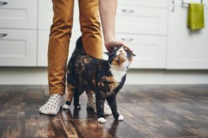 ¿Por qué los gatos se frotan entre las piernas de su dueño?