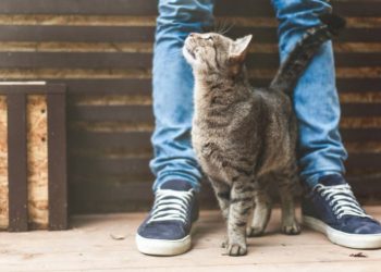 ¿Por qué los gatos se frotan entre las piernas de su dueño?