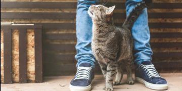 ¿Por qué los gatos se frotan entre las piernas de su dueño?