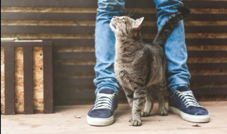 ¿Por qué los gatos se frotan entre las piernas de su dueño?