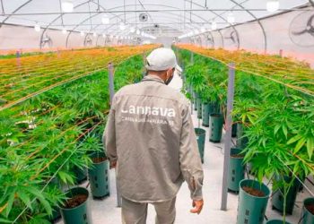 Jujuy cosecha 80.000 plantas de marihuana para usos medicinales