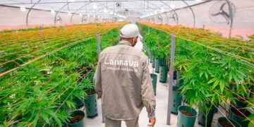 Jujuy cosecha 80.000 plantas de marihuana para usos medicinales