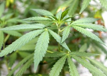 Avanza en EE.UU. la despenalización de la marihuana