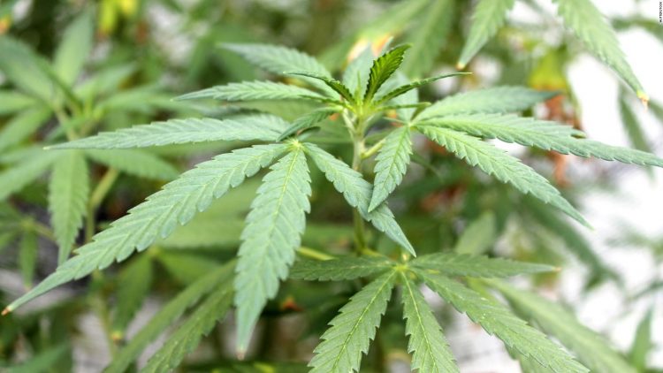 Avanza en EE.UU. la despenalización de la marihuana