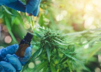 La Corte trata hoy un fallo sobre el auto cultivo del cannabis con fines medicinales