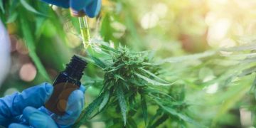 La Corte trata hoy un fallo sobre el auto cultivo del cannabis con fines medicinales