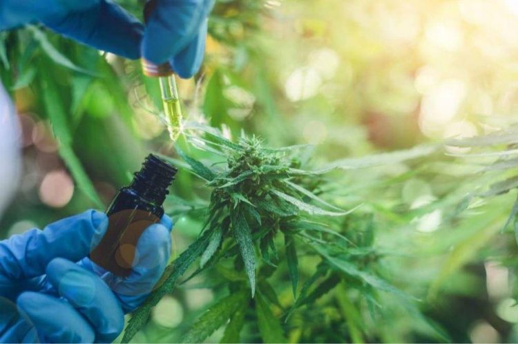 La Corte trata hoy un fallo sobre el auto cultivo del cannabis con fines medicinales