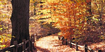 Las colecciones de árboles