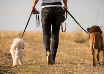 Alertan sobre los riesgos de sacar a pasear a nuestros perros todos los días