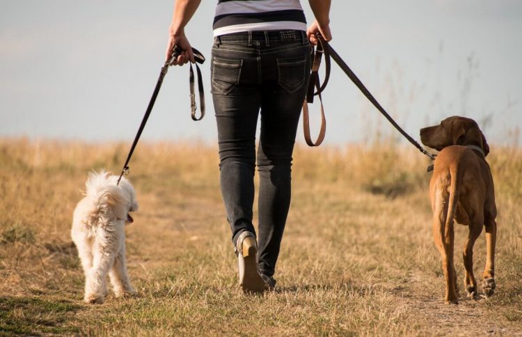 Alertan sobre los riesgos de sacar a pasear a nuestros perros todos los días