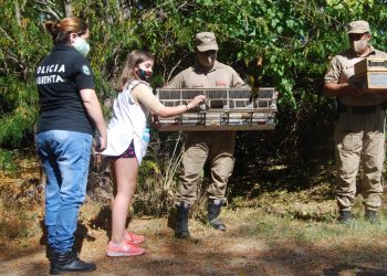 Liberaron en Nono a 17 aves silvestres que fueron salvadas de un cautiverio