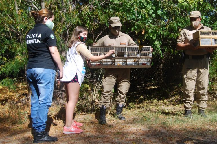 Liberaron en Nono a 17 aves silvestres que fueron salvadas de un cautiverio