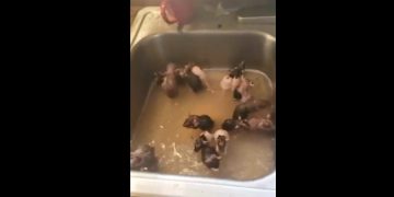 Mostró cómo baña a sus ratitas en la bacha de la cocina y generó discordia