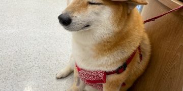 El perrito Cheems de los memes está enfermo y no saben qué le pasa