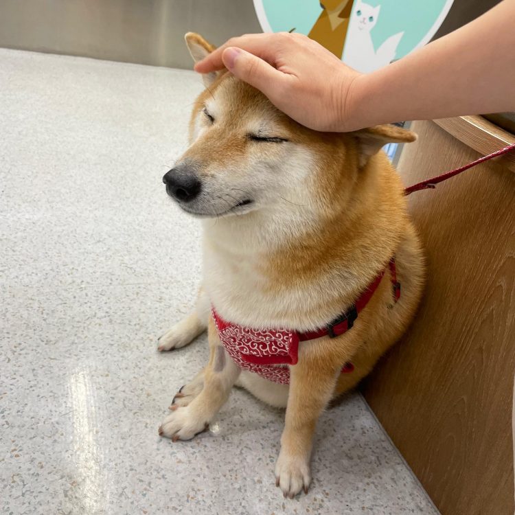 El perrito Cheems de los memes está enfermo y no saben qué le pasa