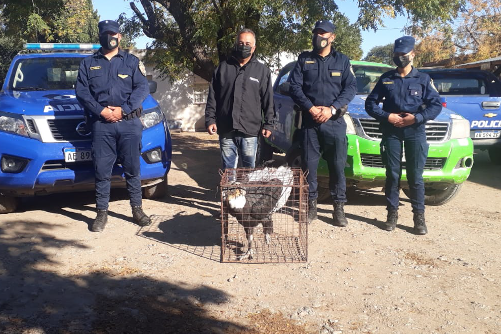 Encontraron un cóndor andino herido y trataron de llevarlo en una moto para curarlo