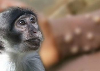 Se confirmó el primer contagio de viruela del mono en Argentina