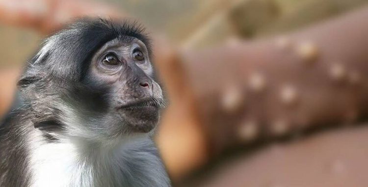 Se confirmó el primer contagio de viruela del mono en Argentina