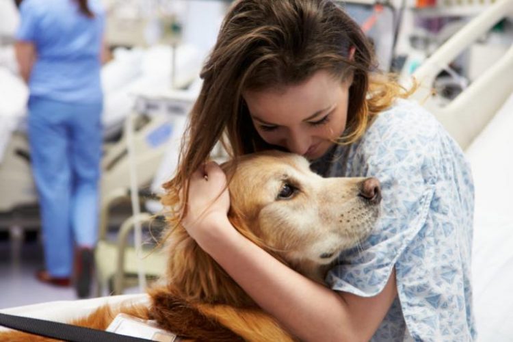 Asistencia a humanos enfermos con perros de terapia ¿cómo funciona?