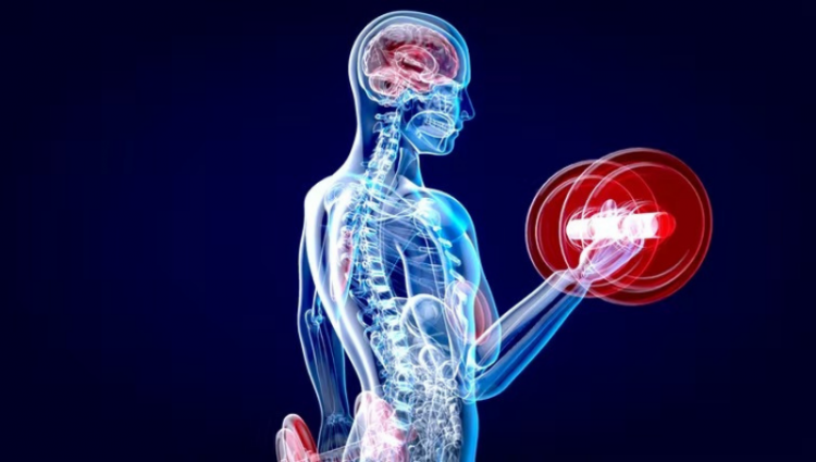 Hacer ejercicio, una buena alternativa para evitar que el cerebro encoja