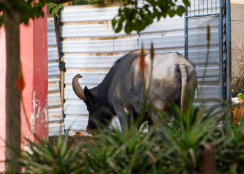 Trasladan al búfalo Rubén a un santuario de Entre Ríos