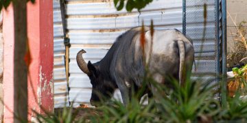 Trasladan al búfalo Rubén a un santuario de Entre Ríos