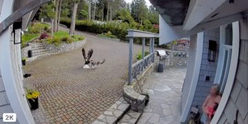 Mientras amamantaba, una mujer salvó a su mascota de ser devorada por un águila