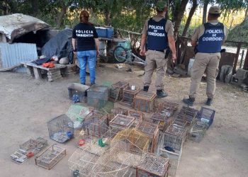 Más de 100 aves en cautiverio fueron rescatadas por la Policía Ambiental