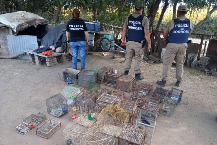 Más de 100 aves en cautiverio fueron rescatadas por la Policía Ambiental