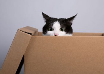 ¿Por qué los gatos parecen mágicamente atraídos por las cajas de cartón?