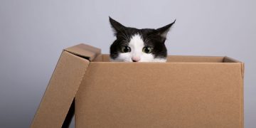 ¿Por qué los gatos parecen mágicamente atraídos por las cajas de cartón?