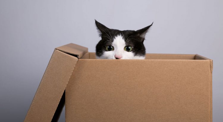 ¿Por qué los gatos parecen mágicamente atraídos por las cajas de cartón?