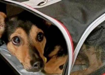 Demoraron a un cachorro en Ezeiza por falta de vacunas y no permiten su ingreso al país