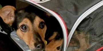 Demoraron a un cachorro en Ezeiza por falta de vacunas y no permiten su ingreso al país