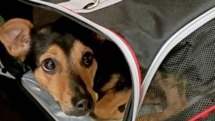 Demoraron a un cachorro en Ezeiza por falta de vacunas y no permiten su ingreso al país