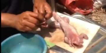 Estaba preparando un animal para cocinarlo, pero «cobró vida» y se escapó sin su cabeza