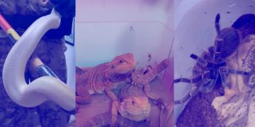 Secuestraron víboras, tarántulas, ratas y otras especies en una casa de Barrio Jardín