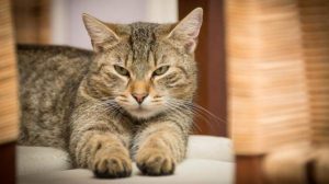 Investigadores aseguran que todos los gatos tienen rasgos de psicopatía