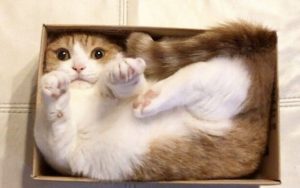 ¿Por qué los gatos parecen mágicamente atraídos por las cajas de cartón?