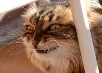 Investigadores aseguran que todos los gatos tienen rasgos de psicopatía