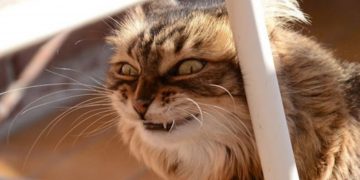 Investigadores aseguran que todos los gatos tienen rasgos de psicopatía