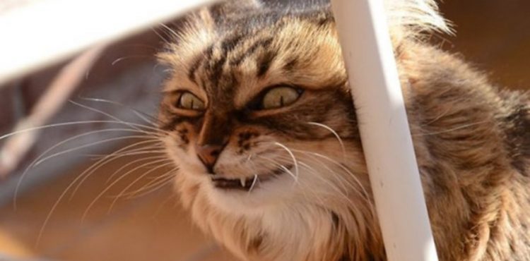 Investigadores aseguran que todos los gatos tienen rasgos de psicopatía