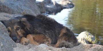 Witold – o (Gombrowicz)