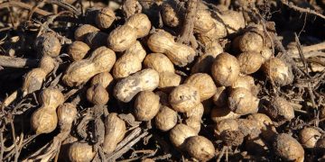 Cayó la cosecha de maní